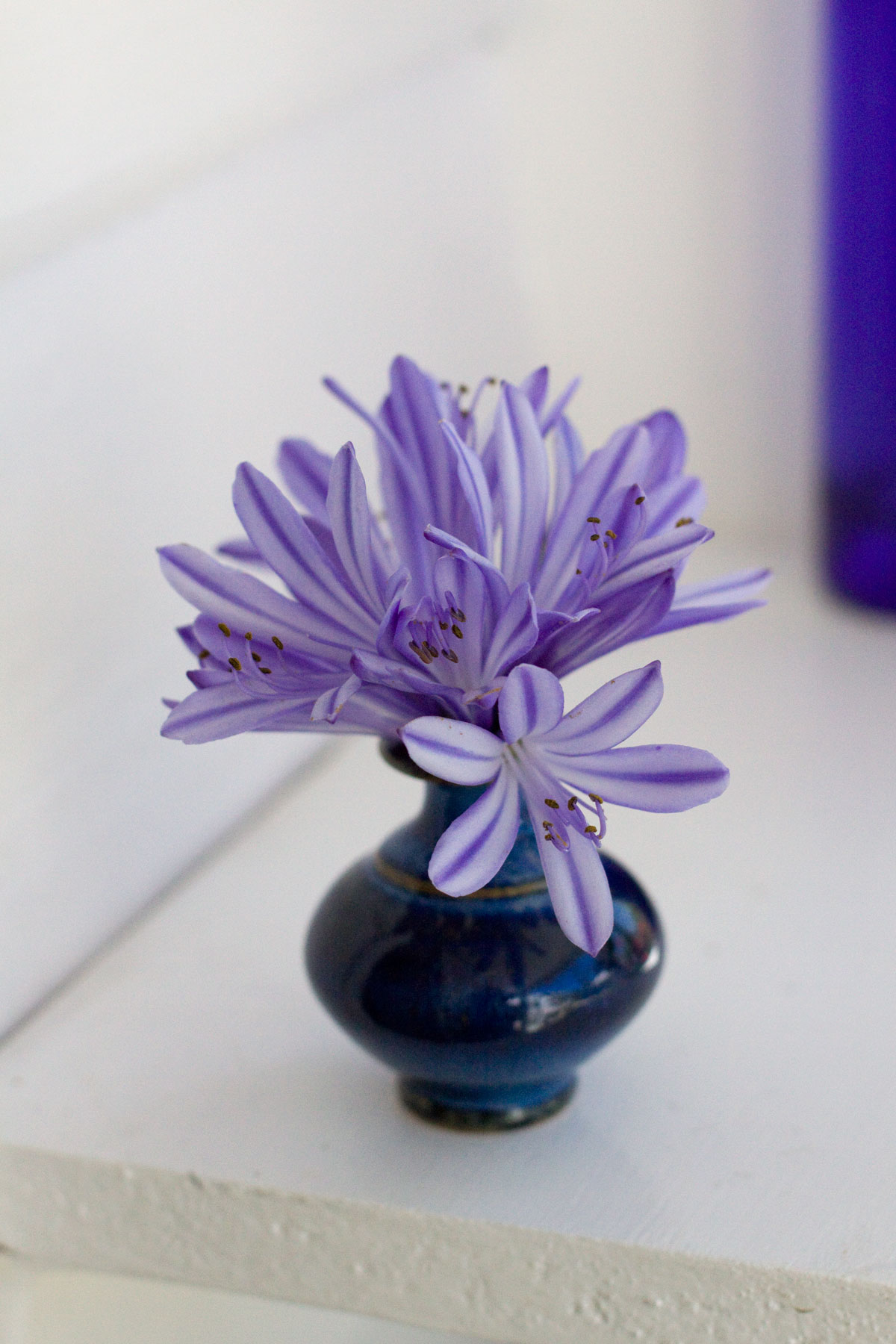 Simple Tiny Flowers - Agapanthus Arrangements DIY